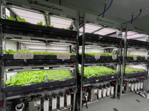 植物工厂生态链 一轻科技集团生物科技菜摆上东来顺餐桌